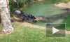 В Австралии крокодил отнял газонокосилку у работника зоопарка