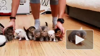 "Миссия невыполнима": Мужчина пытается усадить 10 котят для съемки