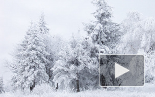 МЧС предупреждает: на Петербург идет снежная буря с сильным ветром