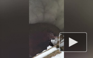 Видео: в Карповку слили фиолетовую жидкость