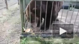 Тёплый январь вывел из спячки медведя Потапку в "Велесе"