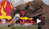 Прохожие в шоке - слоны гуляют в Купчино