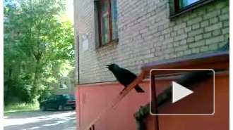 Залетный гость