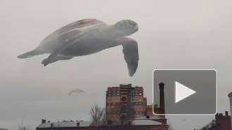 Над Обводным каналом летают гигантские черепахи. Их создал дизайнер Вадим Соловьев