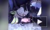 Видео: российские пожарные сделали искусственное дыхание котикам 
