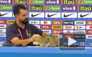Пресс-атташе сборной Бразилии грубо сбросил кота со стола во время пресс-конференции