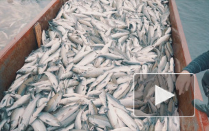 Рыба в России резко подорожала из-за снижения улова 