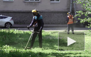 Видео: в Выборге косят траву и ухаживают за газонами