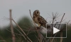В Петербурге сняли на видео лающую сову