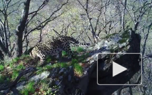 В Приморье нашли свою скалу предков из мультфильма "Король Лев"