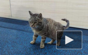 Кот-воришка из Владивостока обрел новый дом и оказался кошкой 