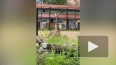 В Ленинградском зоопарке опубликовали видео отдыха ...