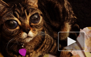 Хозяева "кошки-инопланетянки" собрали деньги на операцию и сделают ей нормальные глаза