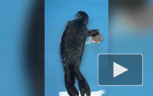 Из поселка Лебяжье в Фонд друзей балтийской нерпы привезли истощенную тюленьку 