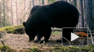 Во Всеволожском районе в видеоловушку попался отъевшийся медведь