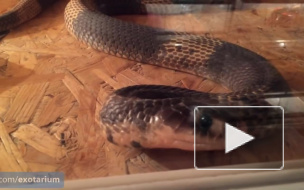 Видеоблоггер получил смертельный укус "Черной мамбы" во время прямого эфира