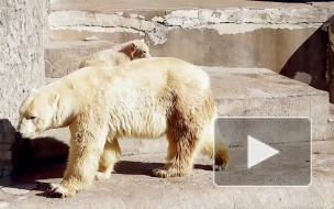 Белый медвежонок в Ленинградском зоопарке растрогал петербуржцев до слез