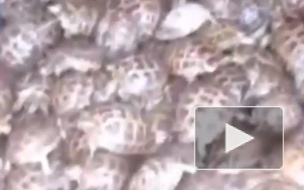 Под Оренбургом таможенники спасли более 4 тысяч черепашек