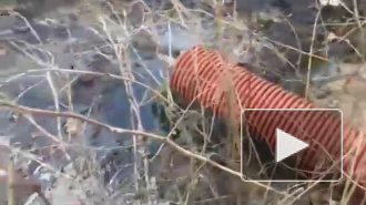 Экоактивисты нашли в Янино-1 сток, загрязняющий окружающую среду