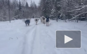 В Подпорожском районе Ленобласти прижилось стадо тувинских коров