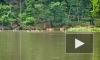 В приморском нацпарке сняли на видео купание стада пятнистых оленей