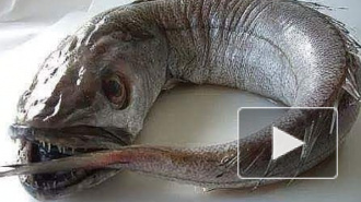 Рыба хек стала мемом: как выглядит хек в реальности?