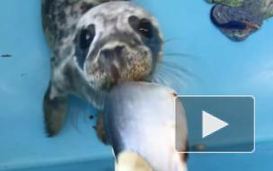Фонд друзей балтийской нерпы показал, как тюлень ест селедку