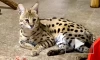 Сотрудники Ленинградского зоопарка нарядились в эльфов и упаковали подарки для крупных кошек