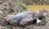 В Ленобласти на полигоне взрывотехники ОМОН Росгвардии уничтожили боеприпасы времён войны