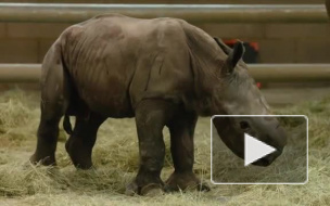 В США в зоопарке родился первый белый носорог "из пробирки"