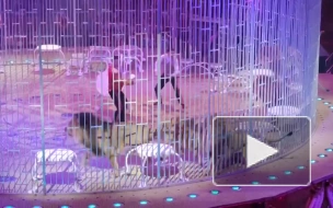 Львы подрались во время шоу "Принц Цирка" в Саратове