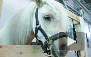 Дыхание Петербурга: яркие события недели