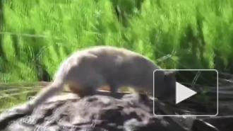 В Шлиссельбурге поймали кота-браконьера