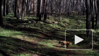 Любопытное видео из Воронежа: лесные животные попали в объективы фотоловушек