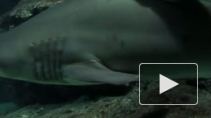 В Приморье акула-убийца напала на 16-летнего подростка
