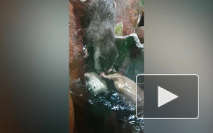 На видео попали игры выдр в петербургском океанариуме