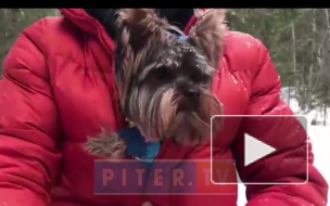 В Петербурге муниципальные власти определят места для выгула собак