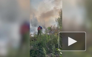 Площадь лесных пожаров в Тольятти растет