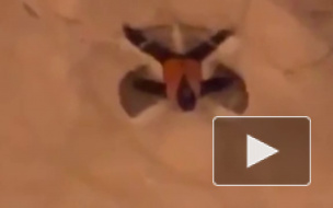 Дорожник из Нижнего Новгорода взорвал рунет "снежными ангелами"