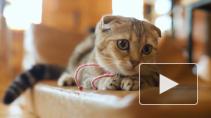 Лекарства для кошек оказались эффективными против коронавируса