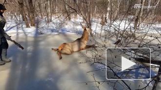 В Приморье инспекторы спасли изюбря, распластавшегося на льду
