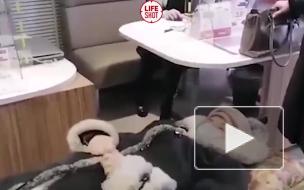 Родственники лежачей бабушки принесли её банк на носилках в Энгельсе