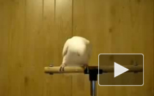 Попугай в теме