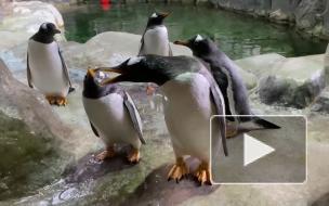 Видео: пингвинов в Московском зоопарке развлекают с помощью мыльных пузырей