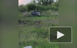 Видео: в Полежаевском парке петербуржцы заметили лису