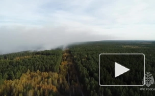 В Самарской области тушат лесной пожар