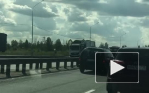 Жертвой ДТП на Пулковском шоссе стал баран. Или козел