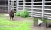 В Московском зоопарке родился теленок краснокнижного овцебыка