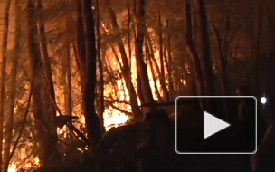 Росгидромет спрогнозировал ухудшение ситуации с лесными пожарами