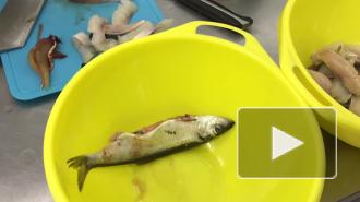 Специалисты показали, чем питаются Крошик и Шлиссик